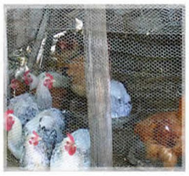 Poultry Wire Netting